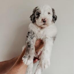 Cig. - Blue merle and white male Sheepadoodle puppy in Wabash, Indiana from DOODCompany