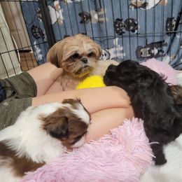 Shih Tzu Puppies from Chimera Shih Tzu