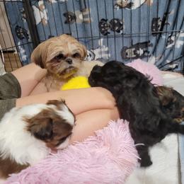 Shih Tzu Puppies from Chimera Shih Tzu