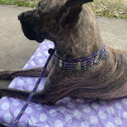 Chinese Cresteds and Great Danes from Selah Great Danes & Chinese Cresteds