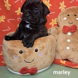 Marley - Red fawn brindle female Bullmastiff puppy in South Attleboro, Massachusetts from Bessettes Bullies