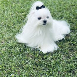 Remi - Maltese