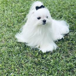 Remi - Maltese