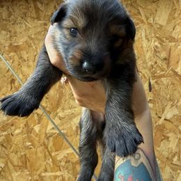 Pink collar - Sable female German Shepherd puppy in Phenix City, Alabama from Black Rose Shepherds