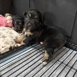 Sable - Black tri female Miniature Australian Shepherd puppy in Apache Junction, Arizona from Circle T Mini Aussies