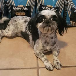 Bella - Shih Tzu
