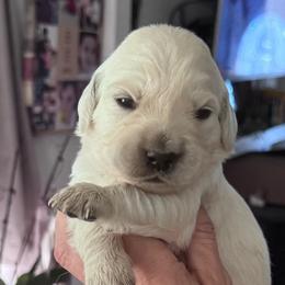 Girl 2 - Light golden female Golden Retriever puppy in Lake Hughes, California from Golden Hills Retrievers