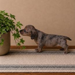 Reagan - Dapple male Dachshund puppy in Richmond, Virginia from Paw Prints