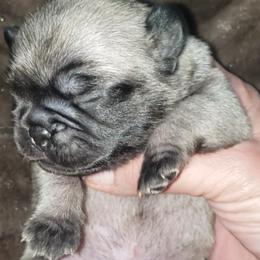 Boy 3 - Fawn male Pug puppy in Gadsden, Alabama from Carla's Pugs