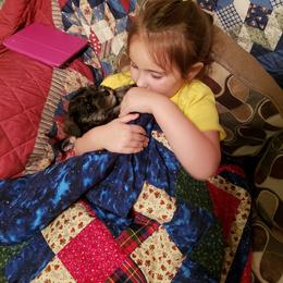 Miniature Schnauzer Puppies from Starbound Miniture Schnauzer's