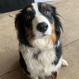 Penelope - Australian Shepherd