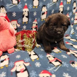 Red collar - Sable female German Shepherd puppy in Ramsey, Illinois from Haus-Farr German Shepherds