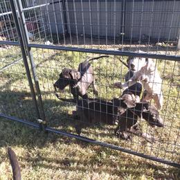 Great Dane Puppies from Morgan's North Alabama Danes