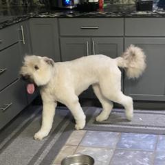 Onnie - Bouvier des Flandres