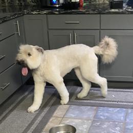 Onnie - Bouvier des Flandres