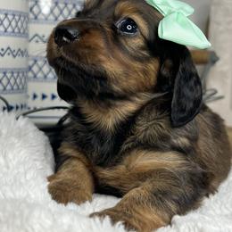 Shaded red girl - Sable female Dachshund puppy in Payette, Idaho from NT Mini Doxies