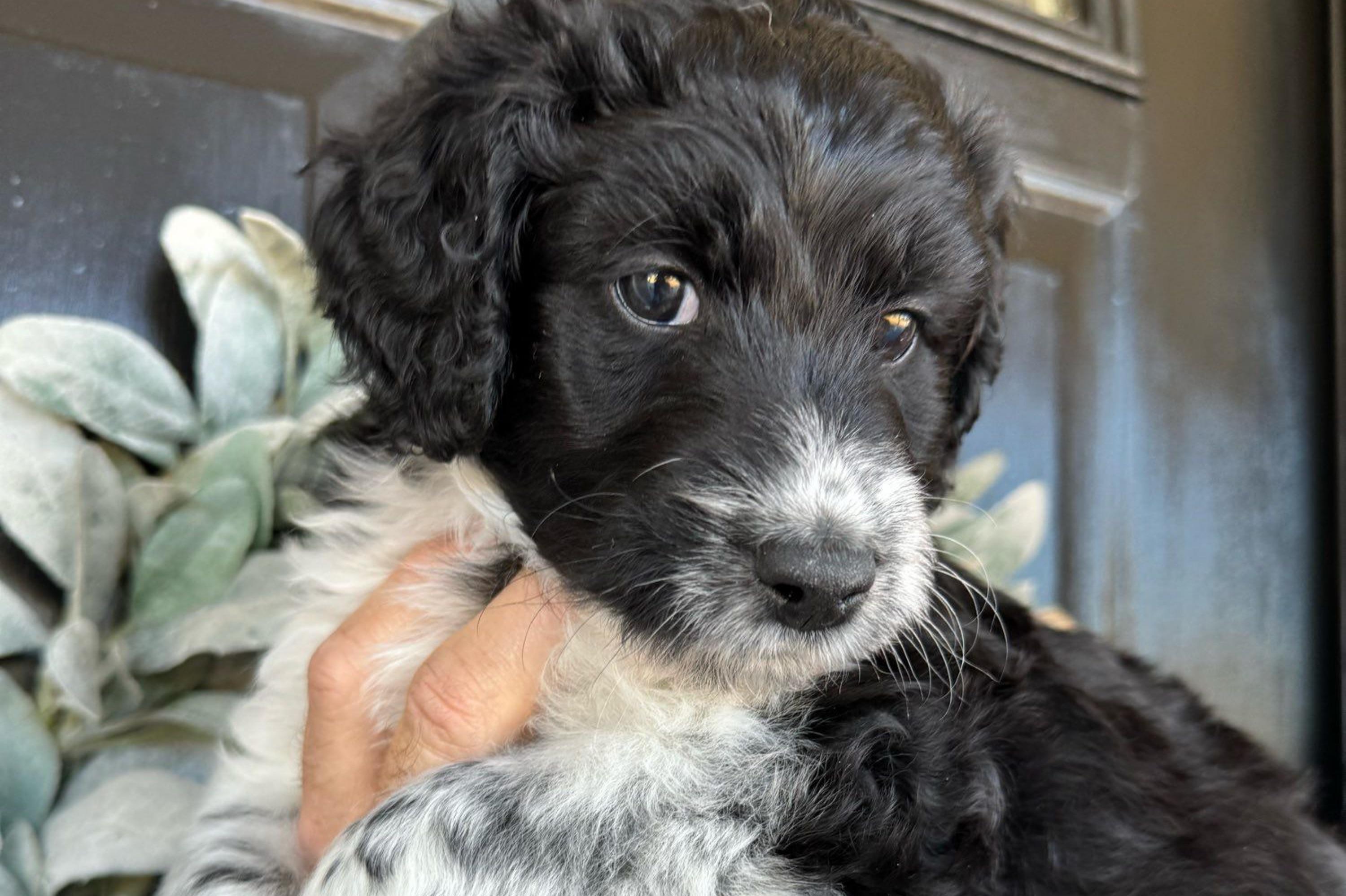 “Hersey” (black and white tuxedo) - Black and white Aussiedoodle puppy in Ayden, North Carolina from Sugar Creek Oodles