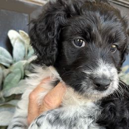 “Hersey” (black and white tuxedo) - Black and white Aussiedoodle puppy in Ayden, North Carolina from Sugar Creek Oodles