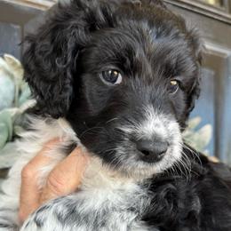 “Hersey” (black and white tuxedo) - Black and white Aussiedoodle puppy in Ayden, North Carolina from Sugar Creek Oodles