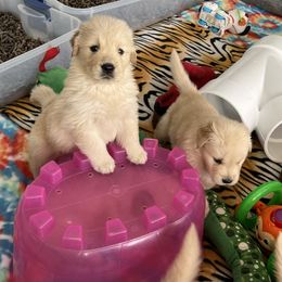 Golden Retriever Puppies from Evergrace Goldens