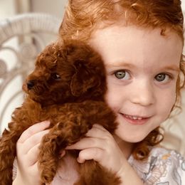 Goldendoodle Puppies from Labradoodleday