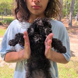 Lacy - Parti female Poodle puppy in Florence County, South Carolina from Modern Family Standards