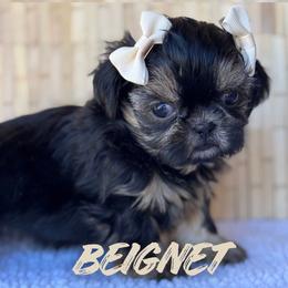 Beignet - Black female Shih Tzu puppy in San Tan Valley, Arizona from My Puppy Tzu
