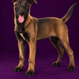 Yellow - Fawn sable female Belgian Malinois puppy in Ellerbe, North Carolina from Grand Prix Kennel