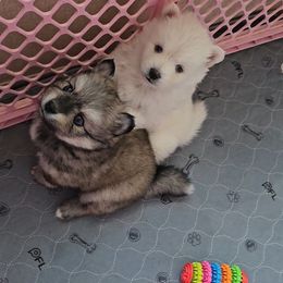Pomsky puppies from Spillman's Specialty Breeding