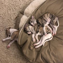 Whippets from Steadfast Whippets