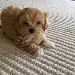 Korean 1 - Apricot male Maltipoo puppy in Weeki Wachee, Florida from Dreamspoodleandmaltese