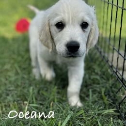 Golden Retriever Puppies from Lakemist Retrievers