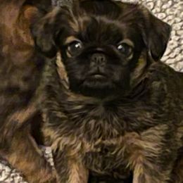 Brussels Griffon and Rottweiler Puppies from Bernkastel Rottweilers & Brussels Griffon
