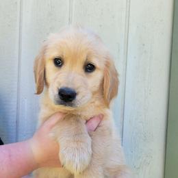 Lavendar collar - Light golden female Golden Retriever puppy in Brush Prairie, Washington from Paradise Peaks