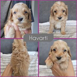 Havarti - Red female Cockapoo puppy in Zanesville, Ohio from Southtown Doodles LLC
