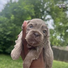 Matcha - Blue female Shih Tzu puppy in Olive Branch, Mississippi from Lavender Blue Exotic Crew