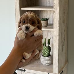 Theodore - Red male Cavapoo puppy in St George, Utah from Pearson's Poodles
