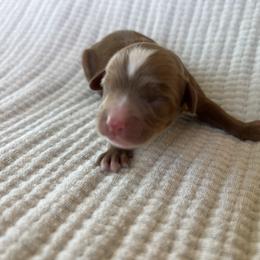 Boy 2 - Red male Cavapoo puppy in Glendale, Arizona from Dashing Dogs