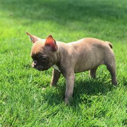 Boston Terrier, Companion Cross, and French Bulldog Puppies from High Plains French Bulldogs,Boston Terriers and Frenchtons.