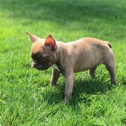Boston Terrier, Companion Cross, and French Bulldog Puppies from High Plains French Bulldogs,Boston Terriers and Frenchtons.
