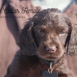 Girl 2 - Liver female Boykin Spaniel puppy in Capron, Virginia from Triple Creek Kennel