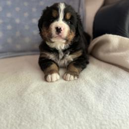 Isaiah - Black rust and white male Bernese Mountain Dog puppy in Thomasville, North Carolina from Beitzel Babies