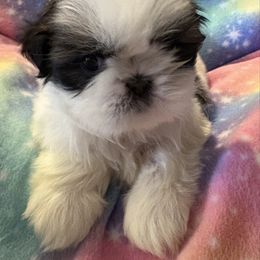 Girl 2 - Red and white Shih Tzu puppy in Madras, Oregon from Maridee’s ShihTzu