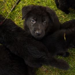 Girl 5-green collar - German Shepherd puppy from AKC Black German Shepherds