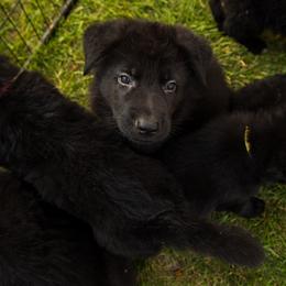Girl 5-green collar - German Shepherd puppy from AKC Black German Shepherds