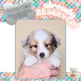 Boy 3 - Oatmeal Raisin - Blue merle and white male Shetland Sheepdog puppy in Elberton, Georgia from Ioney's Southern Paws Shelties, Frenchies, and Yorkies