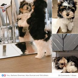 Biewer Terrier Puppies from Rocky Mountain Biewer Terriers
