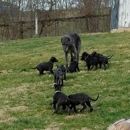 Scottish Deerhound puppies from Blue Moon Scottish Deerhounds