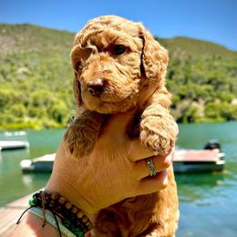 Merida - Red female Aussiedoodle puppy in Upper Lake, California from Redwood Aussiedoodles