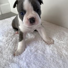 Cooper AKC - Boston Terrier puppy from Boston Kup Breeders